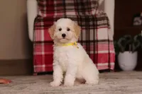 Maisie (AKC), a female Poodle - Miniature  for sale in Millersburg, OH – 4 of 7