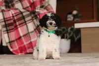 Millie (AKC), a female Poodle - Miniature  for sale in Millersburg, OH – 6 of 7