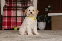Maisie (AKC), a female Poodle - Miniature  for sale in Millersburg, OH – 6 of 7