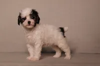 Hazel, a female Poodle - Miniature  for sale in Millersburg, OH – 2 of 4