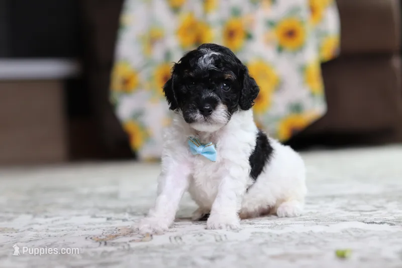 Maverick – Poodle - Miniature  puppy for sale in Millersburg, OH
