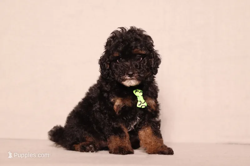 Arthur – Poodle - Miniature  puppy for sale in Millersburg, OH