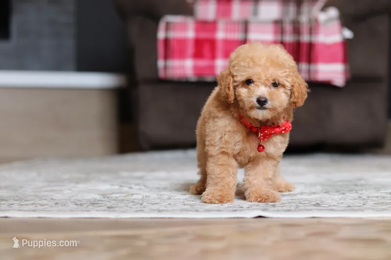 Asher – Poodle - Miniature  puppy for sale in Millersburg, OH