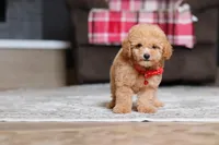 Asher, a male Poodle - Miniature  for sale in Millersburg, OH – 1 of 5