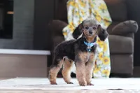 Ranger, a male Poodle - Miniature  for sale in Millersburg, OH – 3 of 4