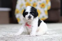 Milo, a male Poodle - Miniature  for sale in Millersburg, OH – 2 of 3