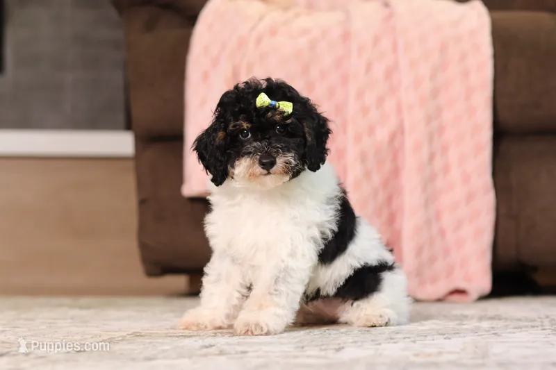 Cassie (AKC) – Poodle - Miniature  puppy for sale in Millersburg, OH