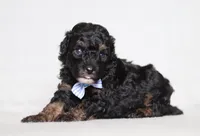 Arthur, a male Poodle - Miniature  for sale in Millersburg, OH – 2 of 5
