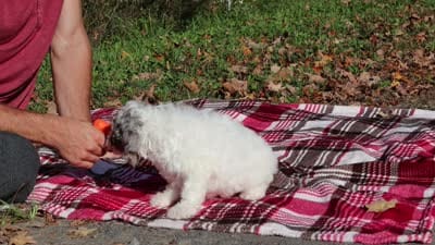 Jasper (AKC), a male Poodle - Miniature  for sale in Millersburg, OH – 8 of 8