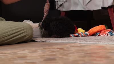 Ranger, a male Poodle - Miniature  for sale in Millersburg, OH – 7 of 7