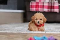 Asher, a male Poodle - Miniature  for sale in Millersburg, OH – 4 of 5