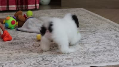 Hazel, a female Poodle - Miniature  for sale in Millersburg, OH – 7 of 7