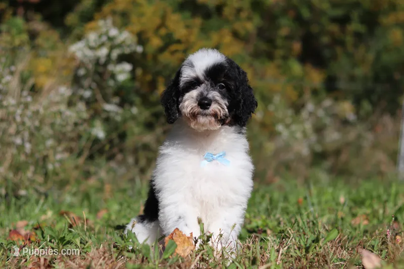 Milo (AKC) – Poodle - Miniature  puppy for sale in Millersburg, OH