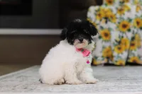 Amber, a female Poodle - Miniature  for sale in Millersburg, OH – 5 of 7