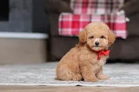 Asher, a male Poodle - Miniature  for sale in Millersburg, OH – 3 of 5