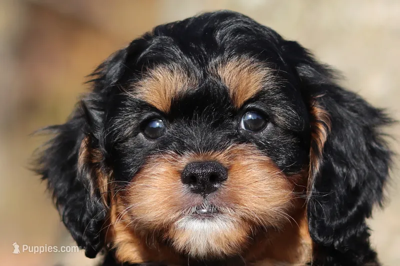 Dax – Cavapoo puppy for sale in Millersburg, OH