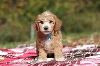 August (AKC), a male Poodle - Miniature  for sale in Millersburg, OH – 3 of 6