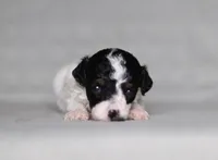Harper, a female Poodle - Miniature  for sale in Millersburg, OH – 4 of 5