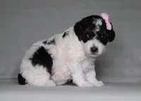 Avery, a female Poodle - Miniature  for sale in Millersburg, OH – 2 of 3