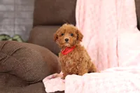 Vince (AKC), a male Poodle - Miniature  for sale in Millersburg, OH – 2 of 8
