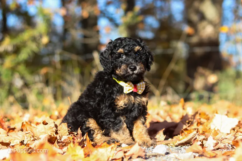 Sterling (AKC) – Poodle - Miniature  puppy for sale in Millersburg, OH