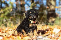 Sterling (AKC), a male Poodle - Miniature  for sale in Millersburg, OH – 1 of 9
