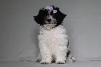 Rose, a female Poodle - Toy  for sale in Millersburg, OH – 4 of 5