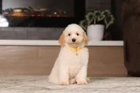 Monty (AKC), a male Poodle - Miniature  for sale in Millersburg, OH – 2 of 7