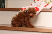 Vince (AKC), a male Poodle - Miniature  for sale in Millersburg, OH – 5 of 8