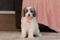 Jasper, a male Poodle - Miniature  for sale in Millersburg, OH – 3 of 4