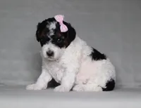 Avery, a female Poodle - Miniature  for sale in Millersburg, OH – 3 of 3