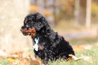 Carson (AKC), a male Poodle - Miniature  for sale in Millersburg, OH – 2 of 8