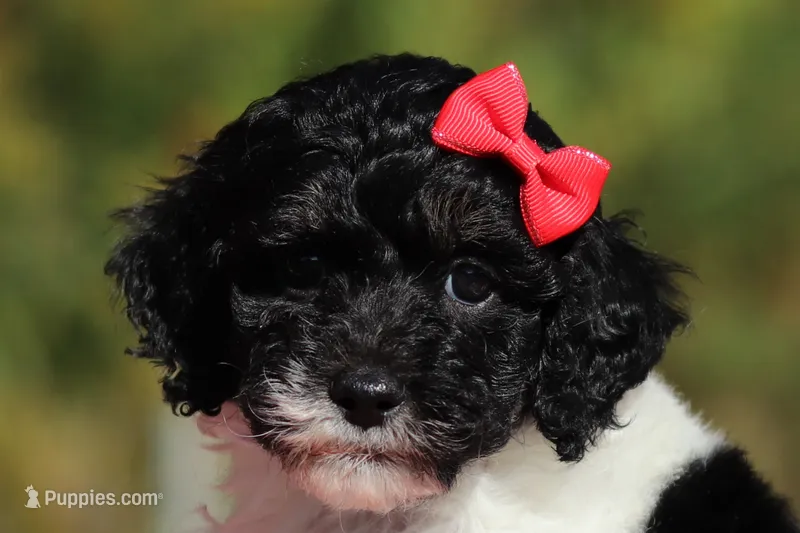 Jillie (AKC) – Poodle - Miniature  puppy for sale in Millersburg, OH