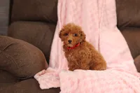 Vince (AKC), a male Poodle - Miniature  for sale in Millersburg, OH – 4 of 8
