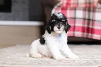 Hunter, a male Poodle - Miniature  for sale in Millersburg, OH – 4 of 5