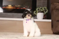 Hunter, a male Poodle - Miniature  for sale in Millersburg, OH – 2 of 7