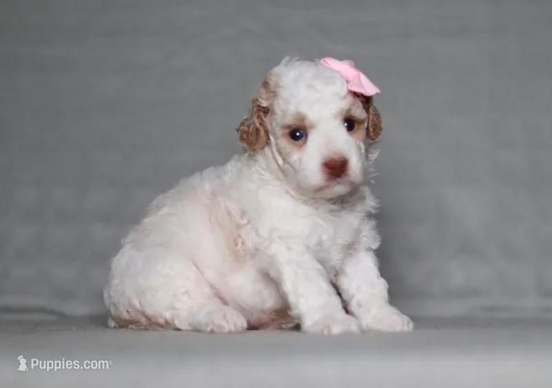 Annie – Poodle - Miniature  puppy for sale in Millersburg, OH