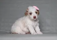Annie, a female Poodle - Miniature  for sale in Millersburg, OH – 1 of 3