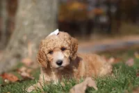 June (AKC), a female Poodle - Miniature  for sale in Millersburg, OH – 2 of 9