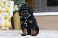 Cooper (AKC), a male Poodle - Miniature  for sale in Millersburg, OH – 6 of 7