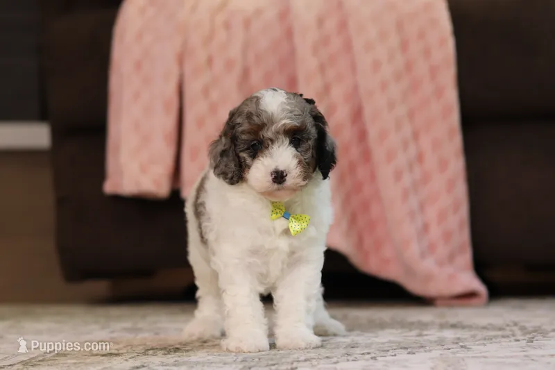 Jett – Poodle - Miniature  puppy for sale in Millersburg, OH