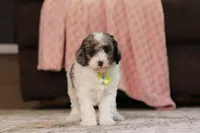 Jett, a male Poodle - Miniature  for sale in Millersburg, OH – 1 of 4