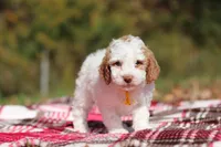 Alfie (AKC), a male Poodle - Miniature  for sale in Millersburg, OH – 4 of 5