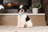 Milo (AKC), a male Poodle - Miniature  for sale in Millersburg, OH – 2 of 7