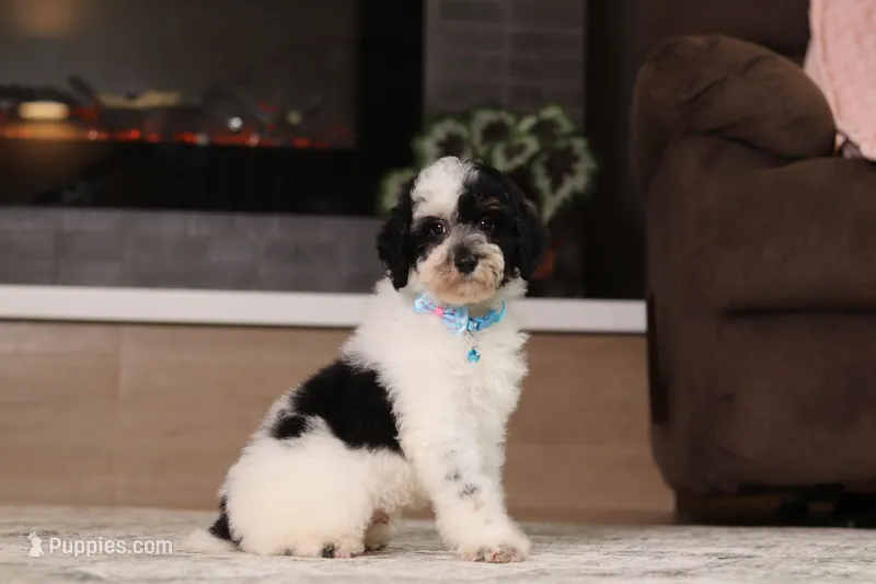 Milo (AKC) – Poodle - Miniature  puppy for sale in Millersburg, OH