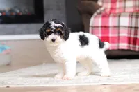 Avery, a female Poodle - Miniature  for sale in Millersburg, OH – 2 of 4