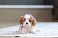 Sammy, a female Cavalier King Charles Spaniel for sale in Millersburg, OH – 6 of 6