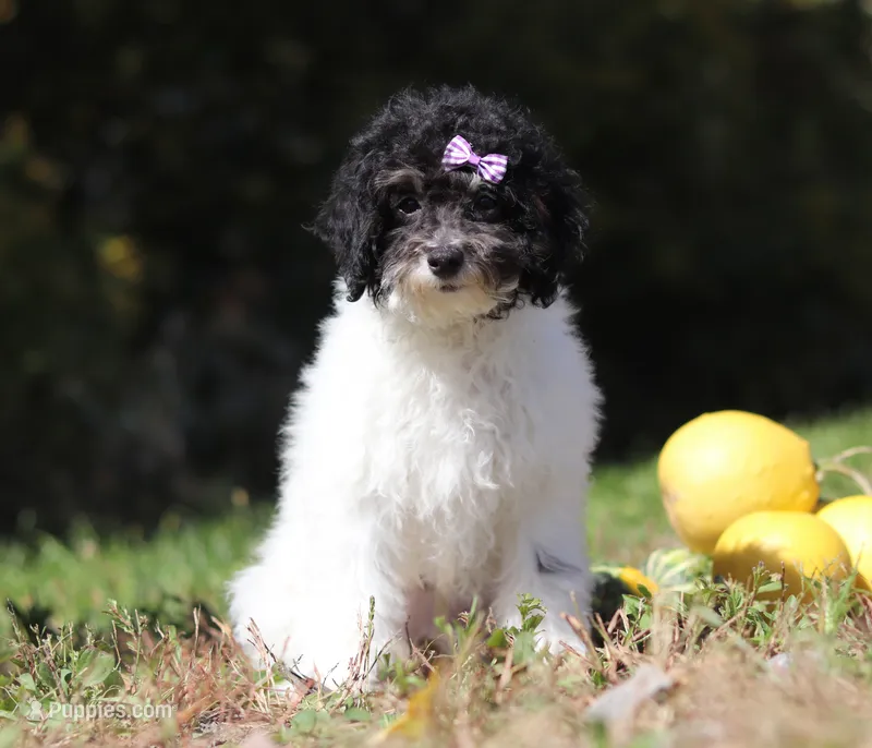 Holly – Poodle - Miniature  puppy for sale in Millersburg, OH