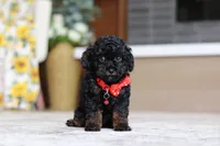 Cody (AKC), a male Poodle - Miniature  for sale in Millersburg, OH – 5 of 7