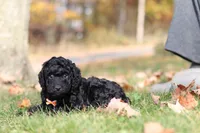 Jared (AKC), a male Poodle - Miniature  for sale in Millersburg, OH – 2 of 6